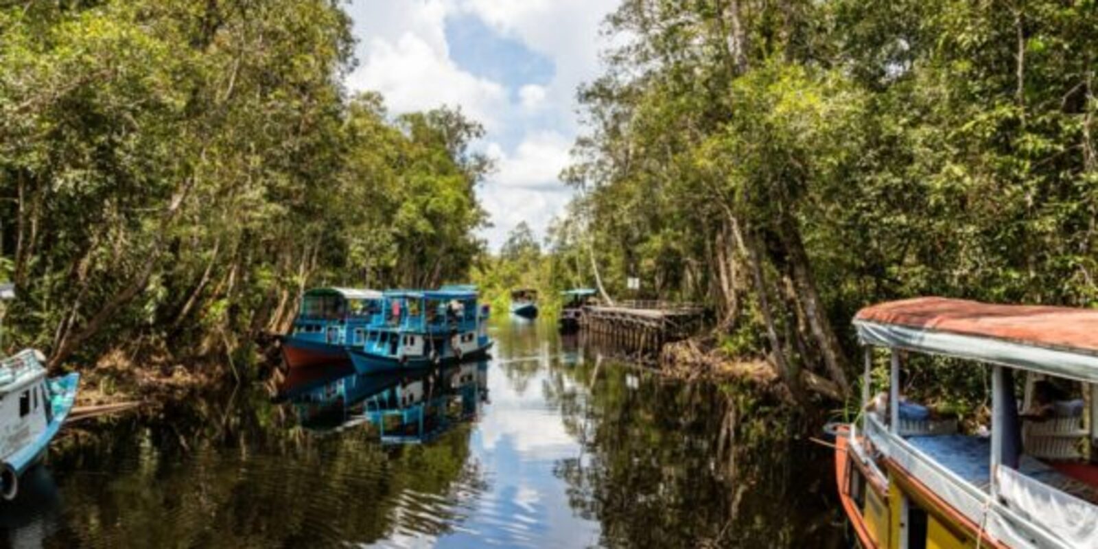 How to Explore Tanjung Puting National Park, Indonesia – Orangutans & Jungle Cruise