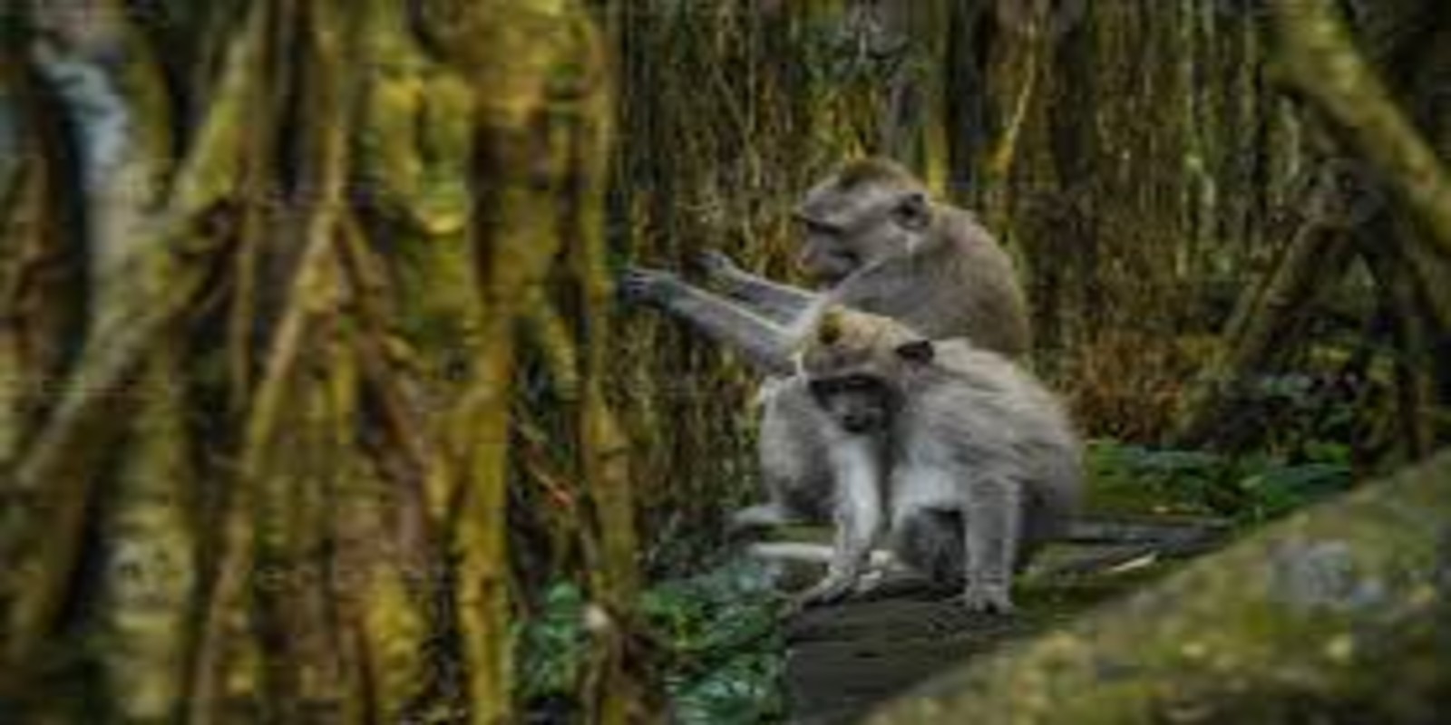 Playing With Bali Monkeys at the Ubud Monkey Forest – A Fun Jungle Experience