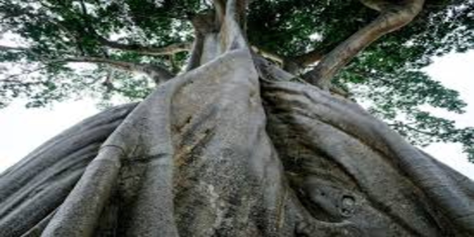 Kayu Putih Giant Tree Bali – Visiting the Ancient Bayan Tree