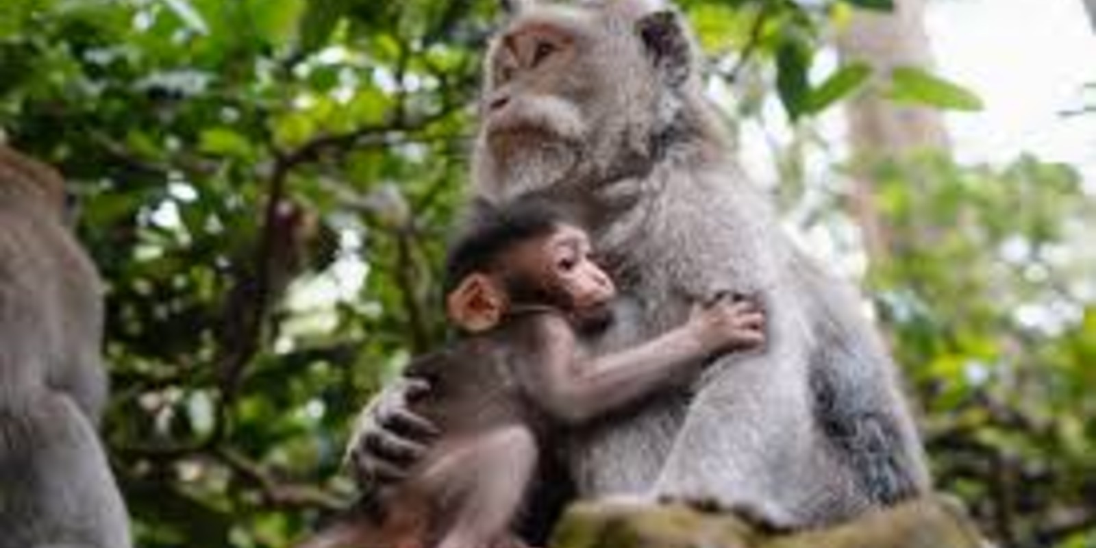 Sangeh Monkey Forest Guide: A Peaceful Jungle Escape Near Ubud