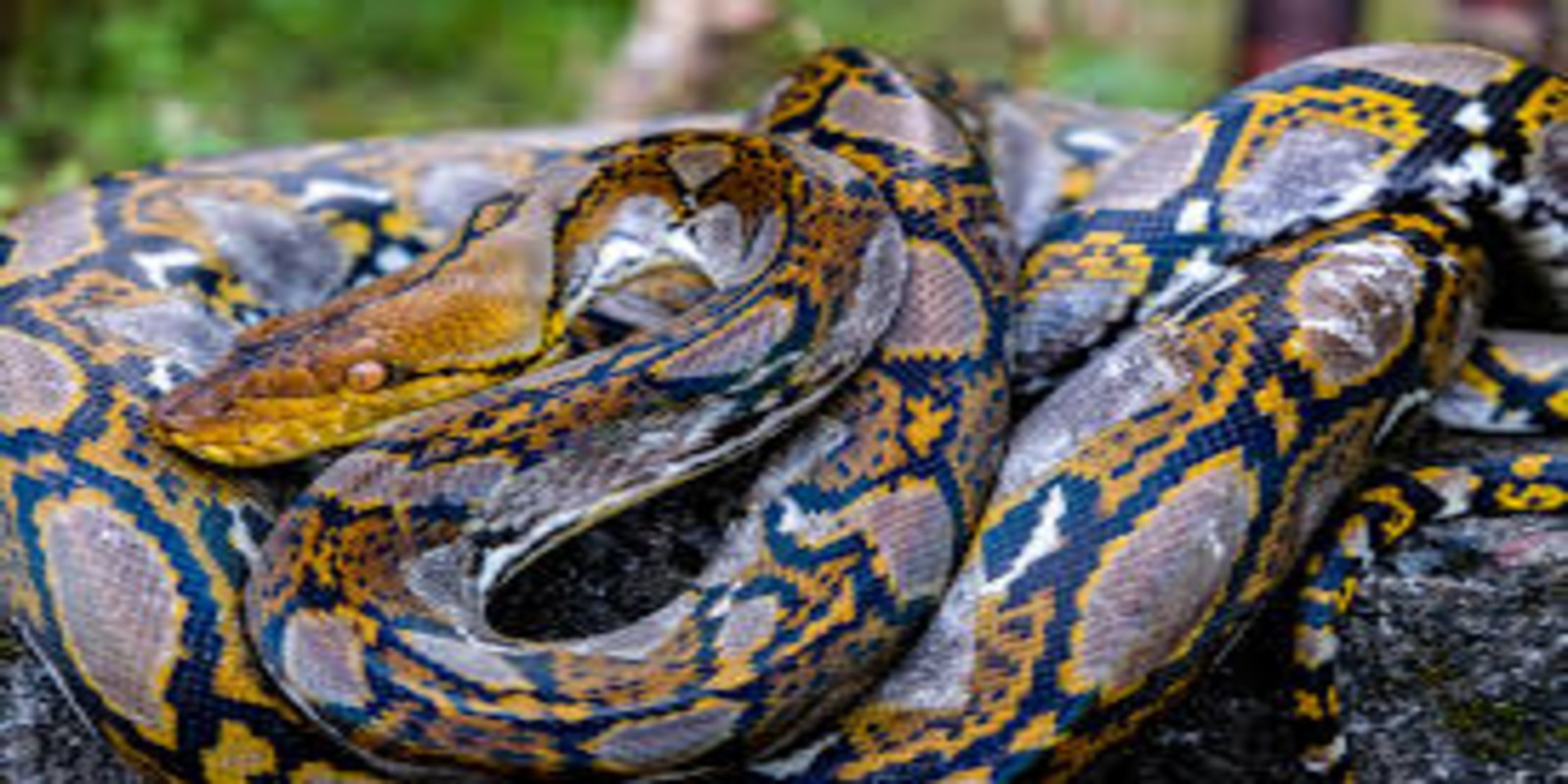 6 Venomous Snakes in Bali: Safety Tips Every Traveler Should Know