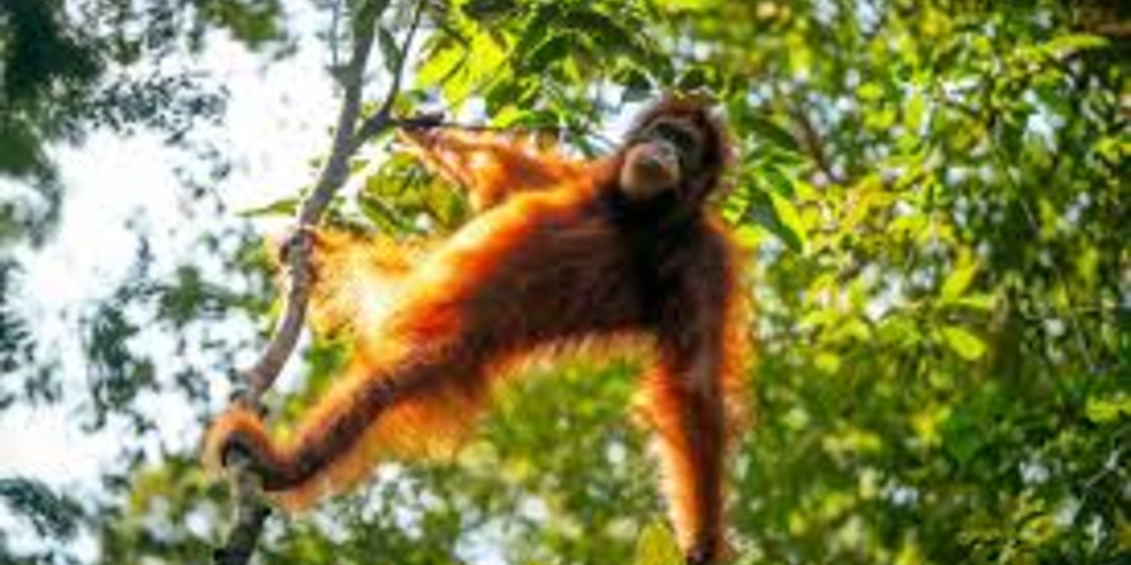 Bukit Lawang Travel Guide: Jungle Trekking To See Sumatran Orangutans