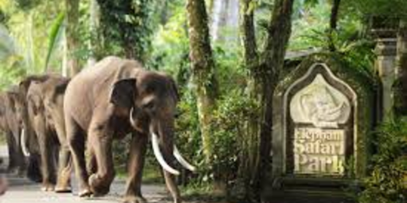 Mason Elephant Sanctuary Bali: Rescue Park & Lodge Experience