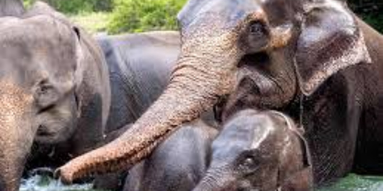 How To Visit Tangkahan Elephant Sanctuary In Sumatra