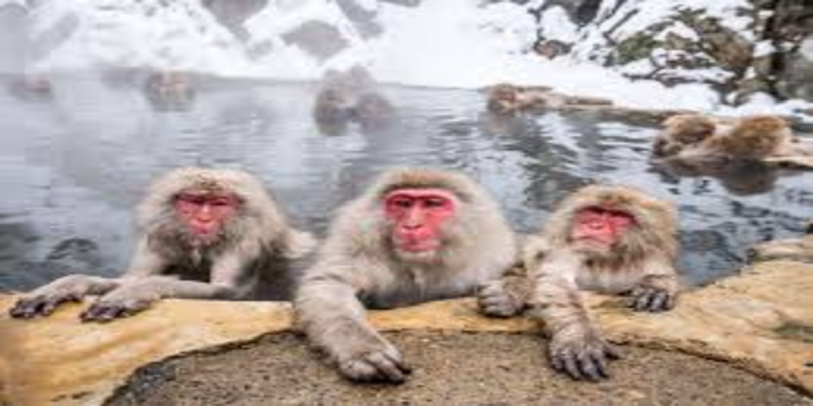 Jigokudani Monkey Park Japan: How to See the Snow Monkeys