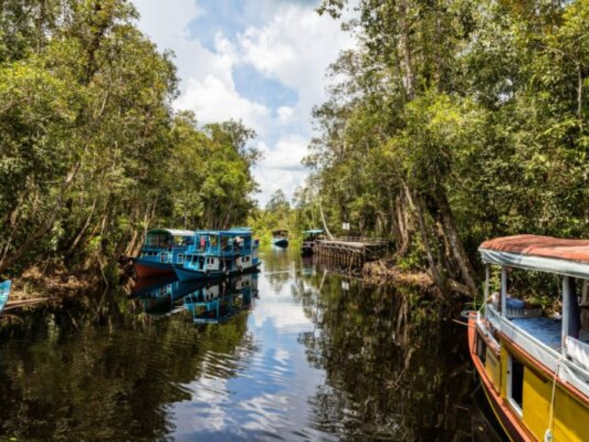 How to Explore Tanjung Puting National Park, Indonesia – Orangutans & Jungle Cruise