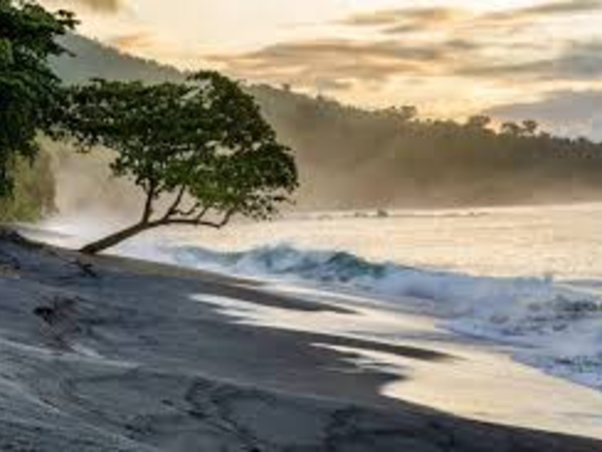 How To Visit Tangkoko National Park: Wildlife & Jungle Guide