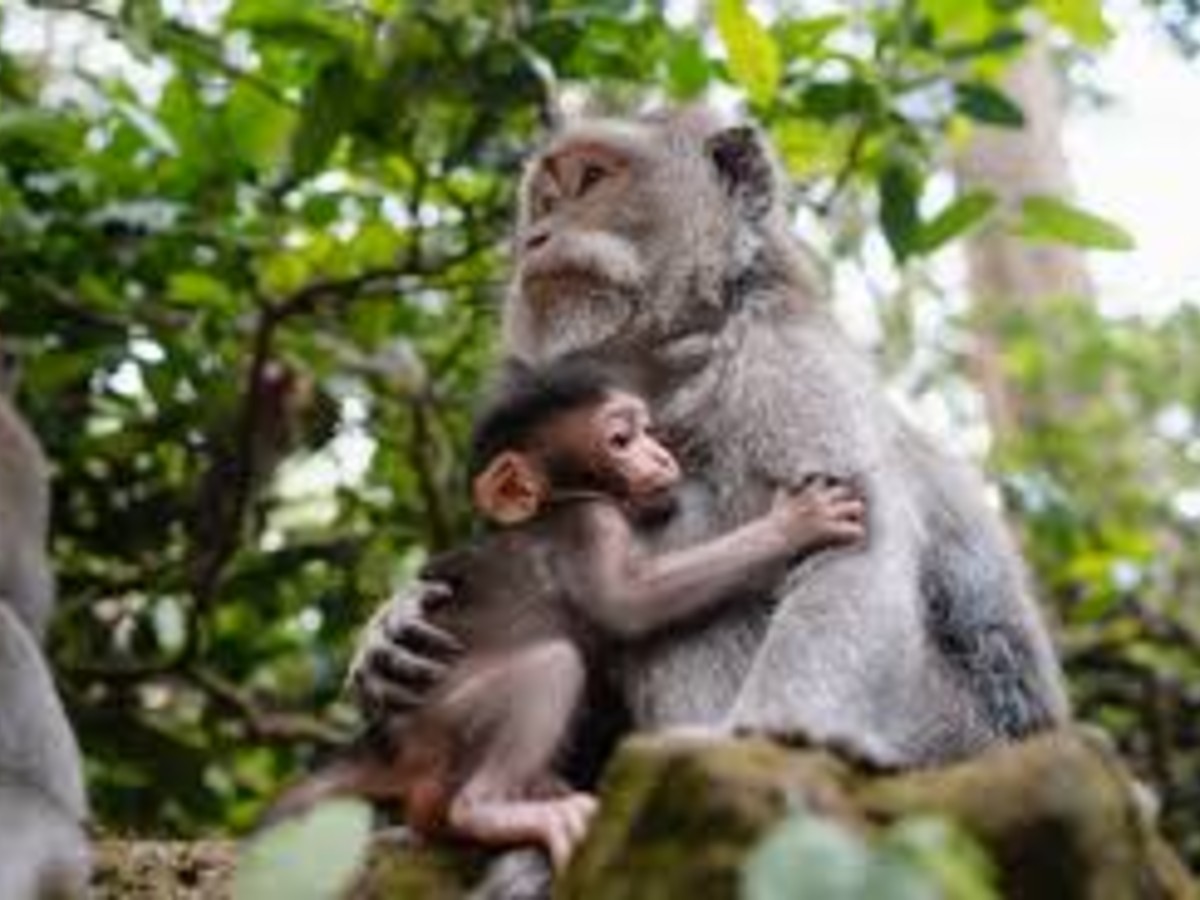 Sangeh Monkey Forest Guide: A Peaceful Jungle Escape Near Ubud