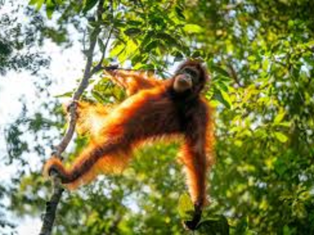 Bukit Lawang Travel Guide: Jungle Trekking To See Sumatran Orangutans