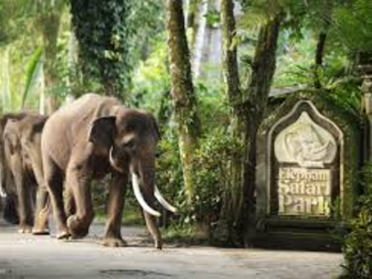 Mason Elephant Sanctuary Bali: Rescue Park & Lodge Experience