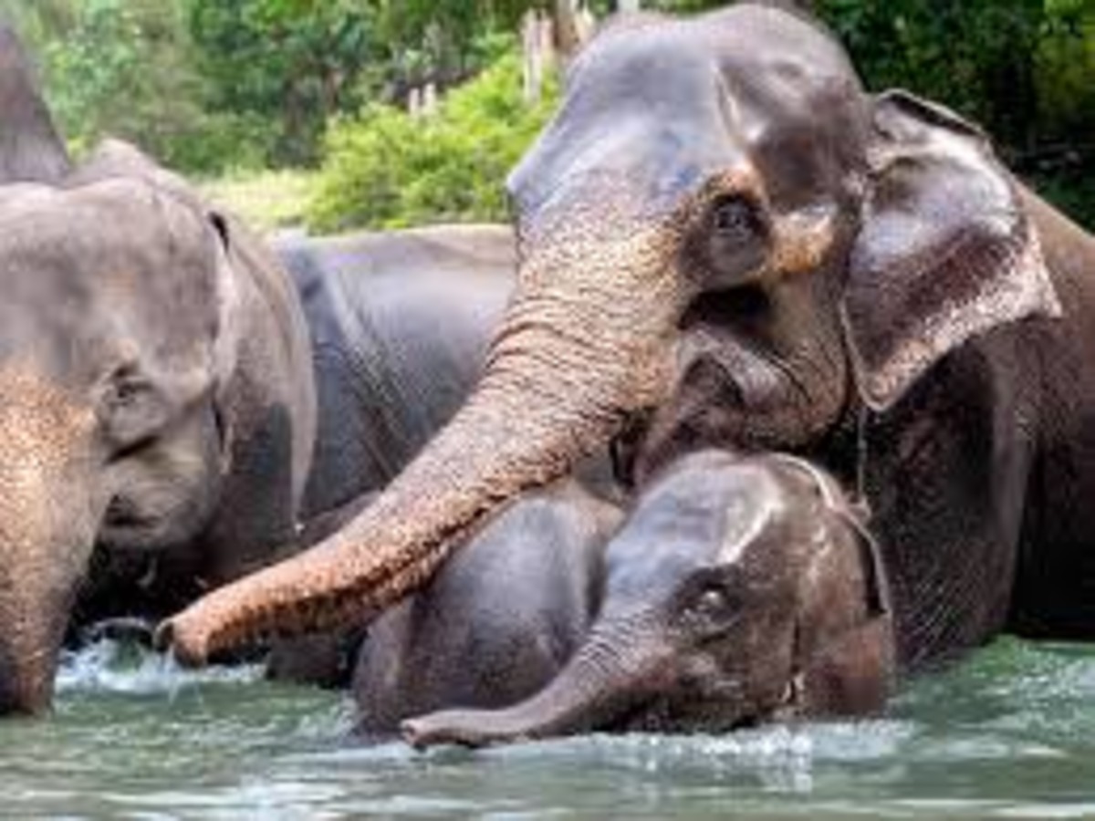 How To Visit Tangkahan Elephant Sanctuary In Sumatra