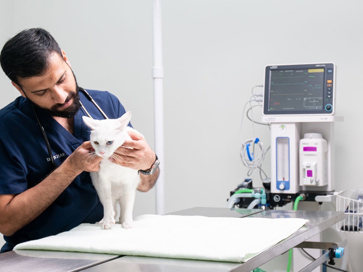 Mobile Vet Services in Dubai: Everything You Need to Know About At-Home Pet Care